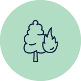 Wildfire