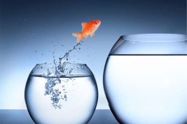 photo of goldfish jumping out of a small fish bowl into a bigger one