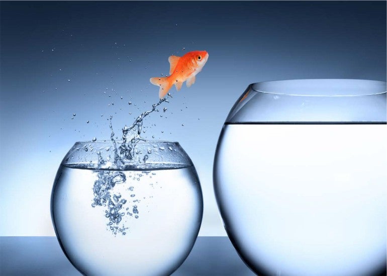 photo of goldfish jumping out of a small fish bowl into a bigger one